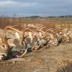 ontario hunting, camp narrows lodge, rainy lake