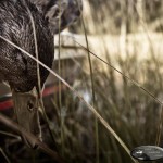 ontario hunting, camp narrows lodge, rainy lake