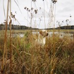 ontario hunting, camp narrows lodge, rainy lake