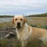 ontario hunting, camp narrows lodge, rainy lake