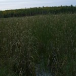 ontario hunting, camp narrows lodge, rainy lake