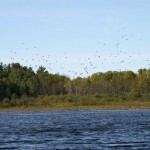 ontario hunting, camp narrows lodge, rainy lake