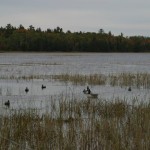 ontario hunting, camp narrows lodge, rainy lake