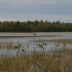 ontario hunting, camp narrows lodge, rainy lake