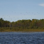 ontario hunting, camp narrows lodge, rainy lake