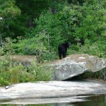 ontario hunting, camp narrows lodge, rainy lake