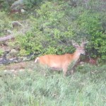 ontario hunting, camp narrows lodge, rainy lake