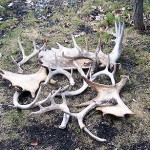 ontario hunting, camp narrows lodge, rainy lake