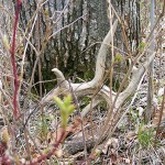 ontario hunting, camp narrows lodge, rainy lake